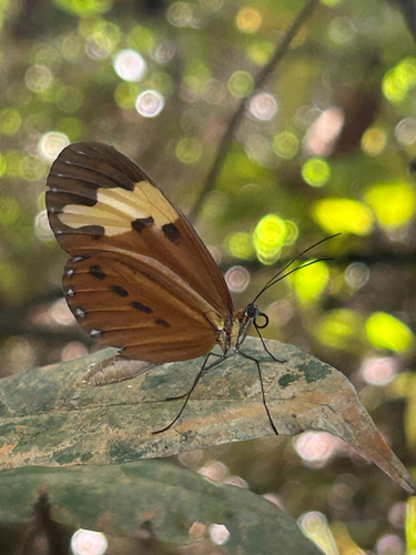 Sais rosalia