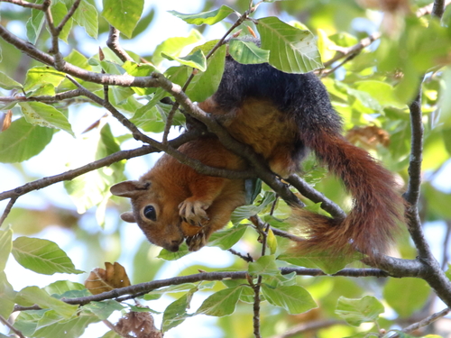 Caucasian Squirrel