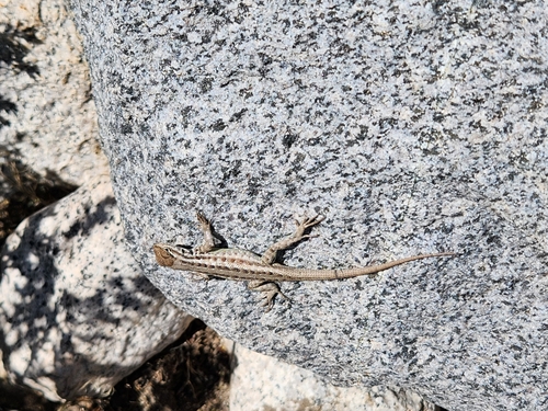 iNaturalist observation photo of Common Sagebrush Lizard