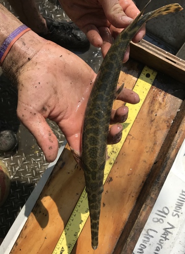 Spotted Gar