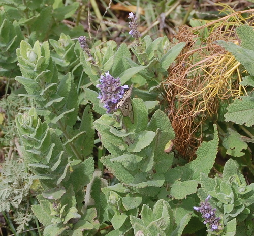African Blue Catmint