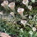 Cladonia chlorophaea - Photo (c) Daniel Kelly, todos los derechos reservados, subido por Daniel Kelly