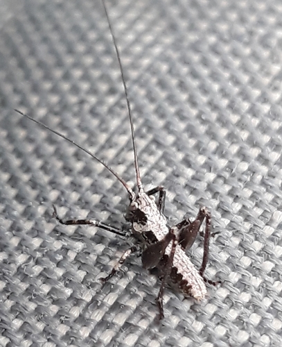 Portuguese Mountain Bush-cricket