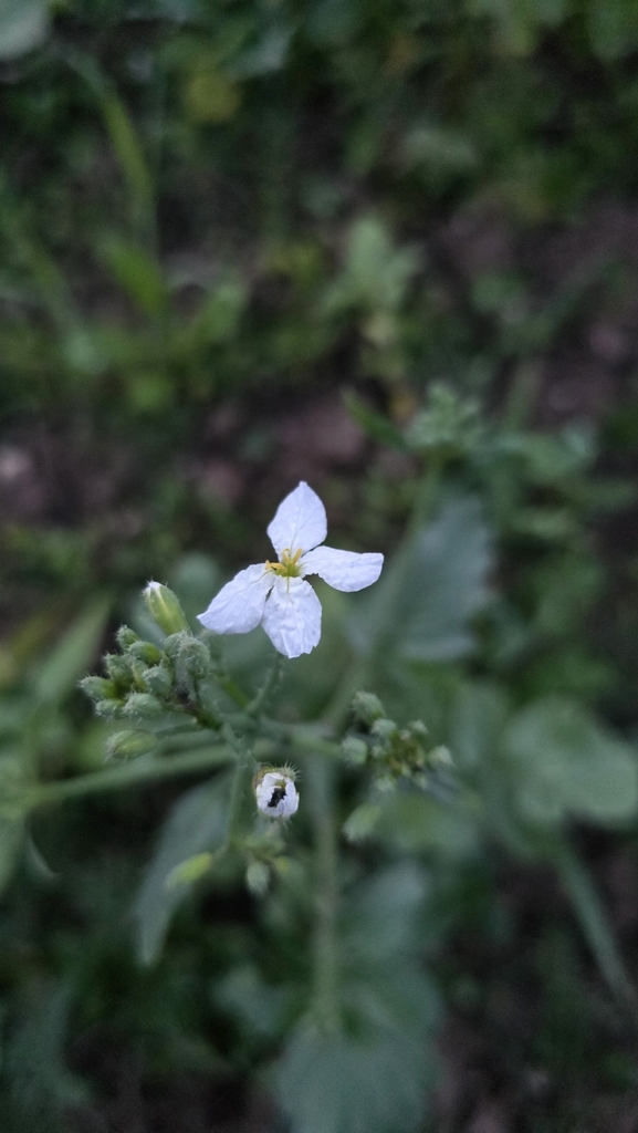 Raphanus sativus