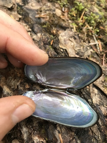 Western Pearlshell
