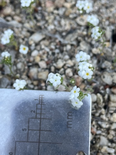 iNaturalist observation photo of Eremocarya