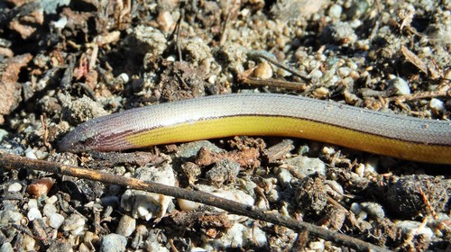San Diegan Legless Lizard