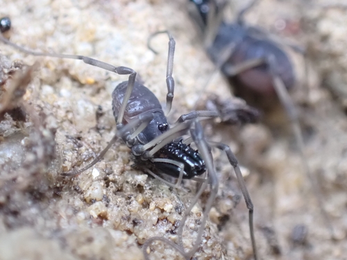 Ischyropsalis robusta