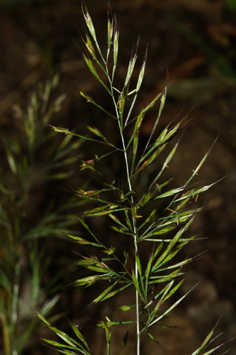 Vulpia geniculata