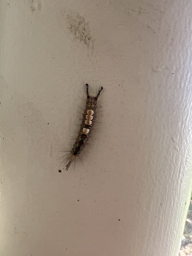 iNaturalist observation photo of Orgyia