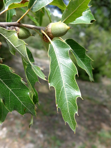 Quercus charcasana