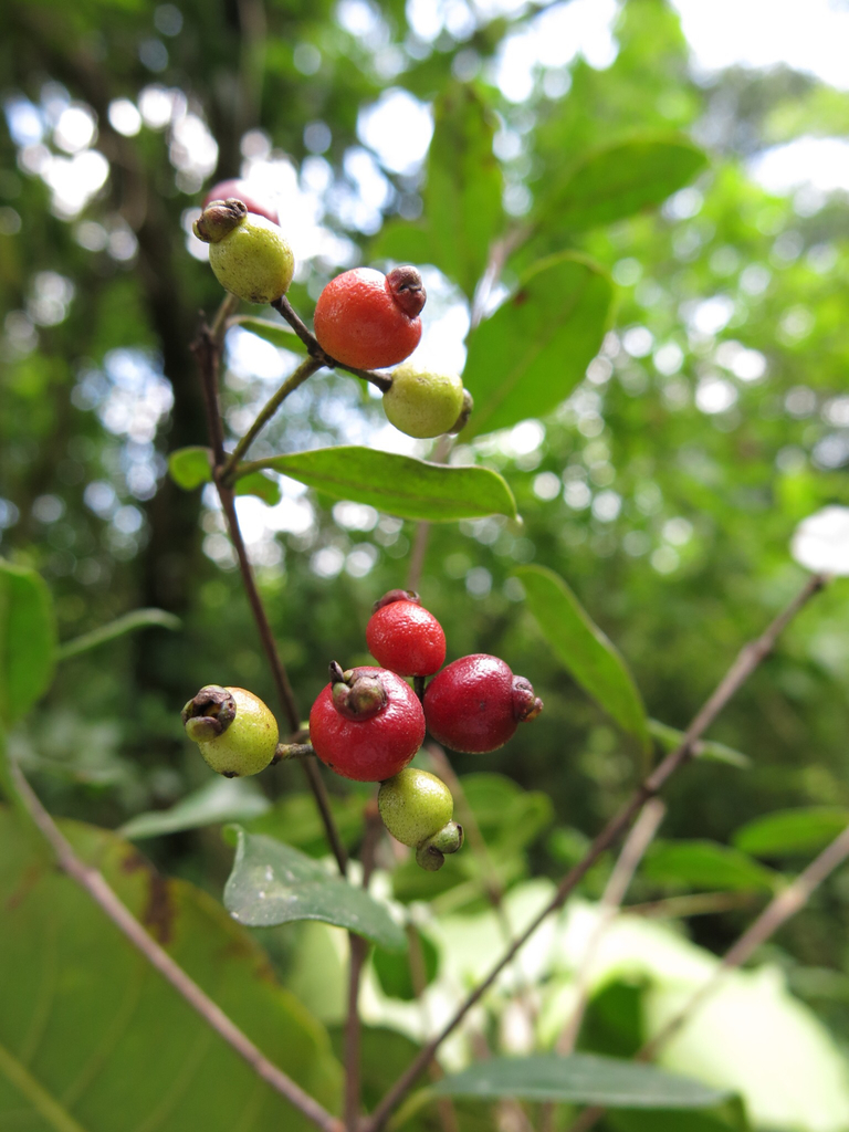 Psidium sartorianum from Ciudad Valles, Ciudad Valles, S.L.P., MX on ...