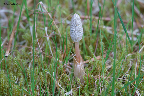 Equisetum sylvaticum
