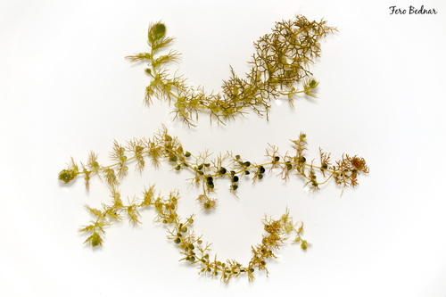 Utricularia minor