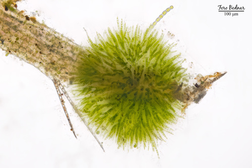 Chaetophoropsis elegans