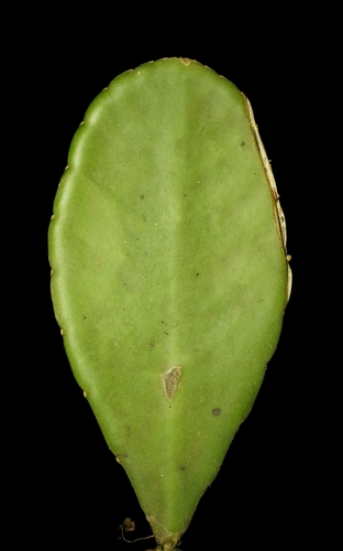 Weberocereus bradei