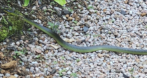 Common Tree Snake sighting