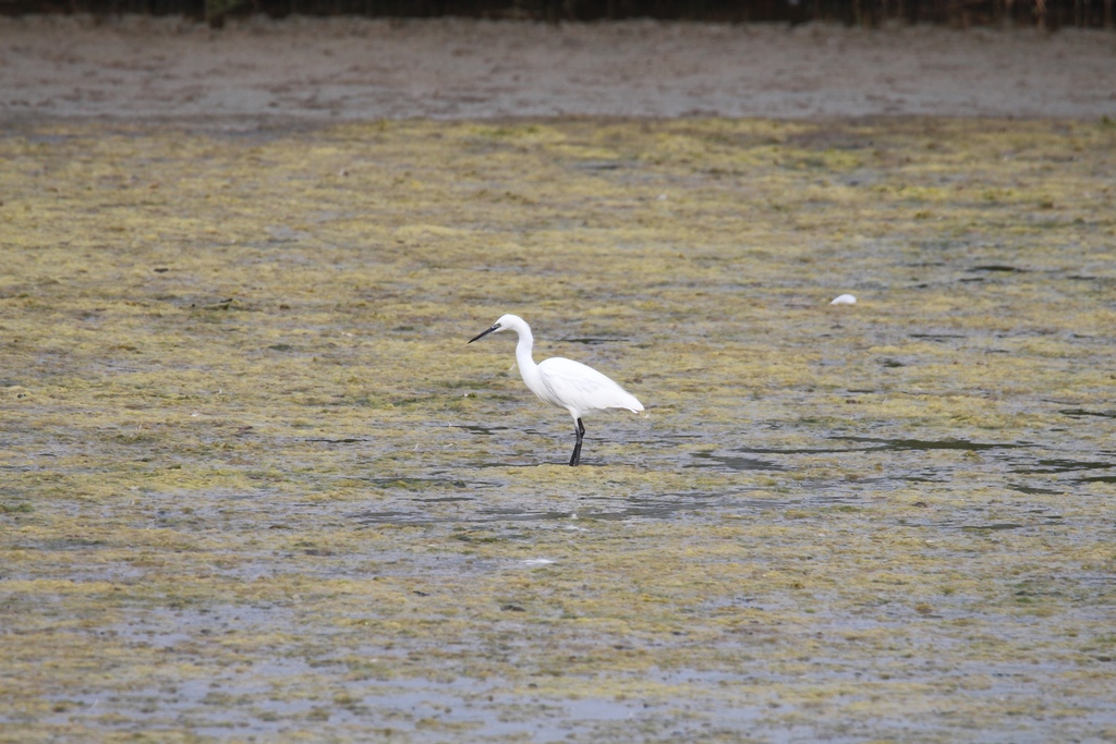 Little Egret from Great Britain, Newport, Wales, GB on September 12 ...