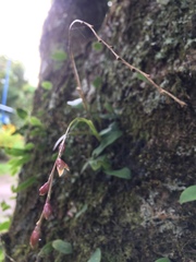Epidendrum caroli image
