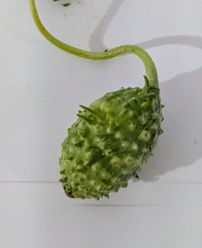 West Indian Gherkin