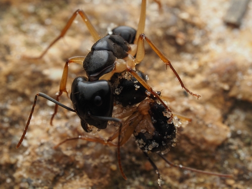 杰出弓背蚁Camponotus prostans