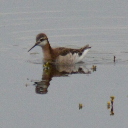 Wilson's Phalarope