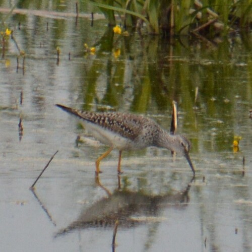 Lesser Yellowlegs