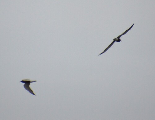 Black Tern