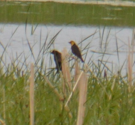 Yellow-headed Blackbird