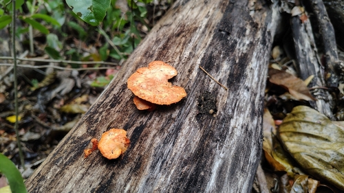 Cinnabar Bracket (Trametes sanguinea)
