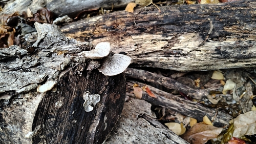 Trametes villosa (Trametes villosa)