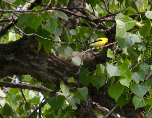 iNaturalist observation 2025-05-25