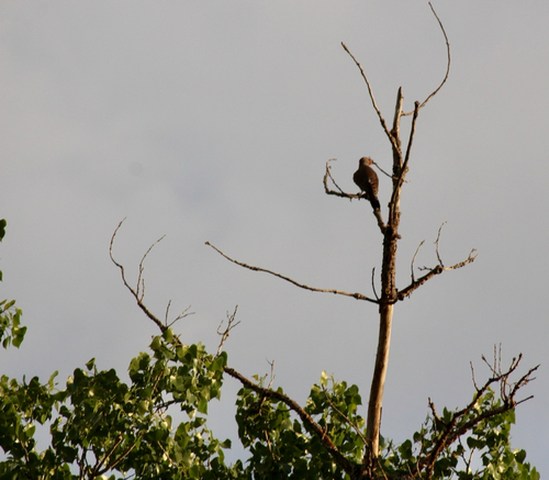 iNaturalist observation 2025-05-25