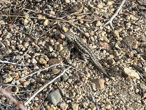 iNaturalist observation photo of Common Sagebrush Lizard