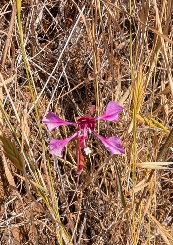 Elegant Clarkia winter