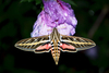 Hawk, Sphinx, Silk, Emperor, and Allied Moths - Photo (c) Laura Habel, all rights reserved