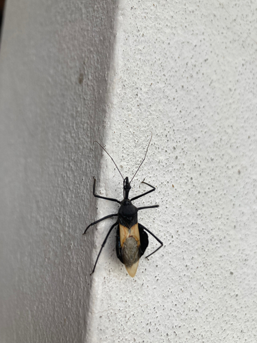 Sycanus bifidus