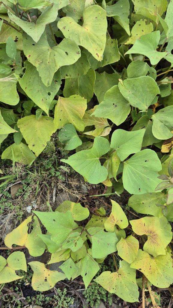 Ipomoea batatas
