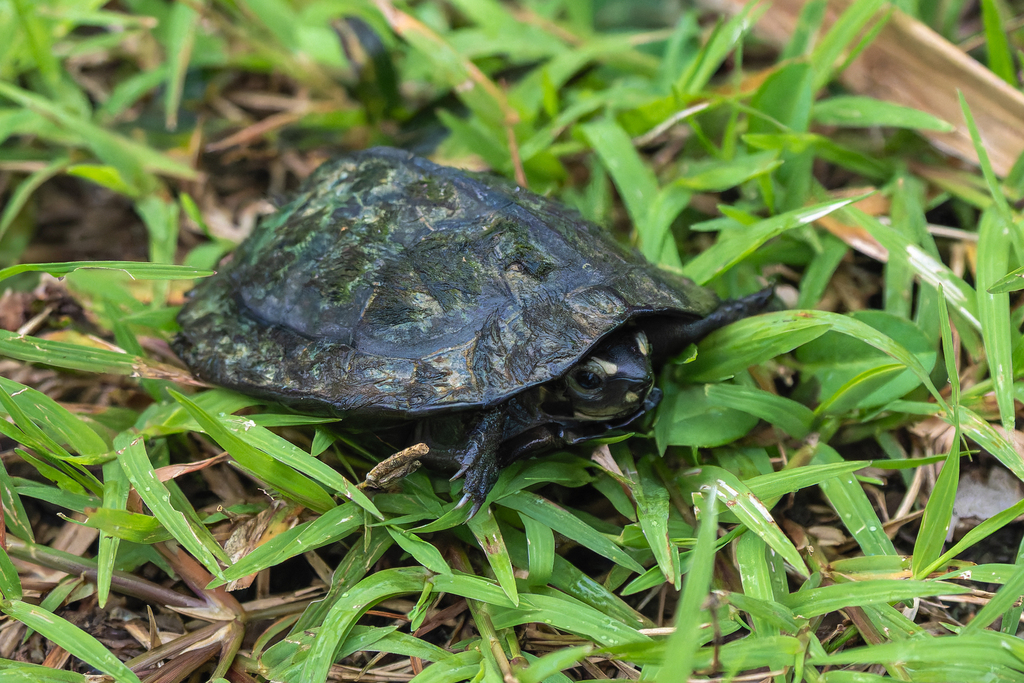 Photo by EarthDoobird