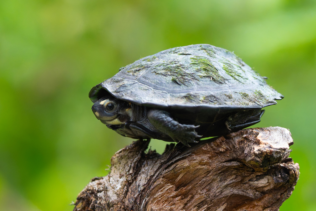 Photo by EarthDoobird