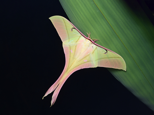 Actias rhodopneuma · iNaturalist