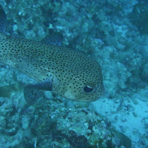 Spotted Porcupinefish — seen at this dive site