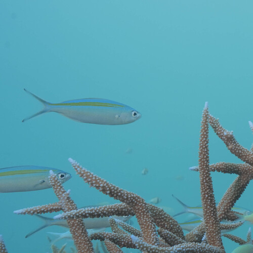 Scissor-tailed Fusilier — seen at this dive site