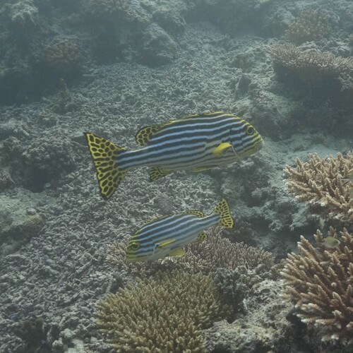 Oriental Sweetlips — seen at this dive site
