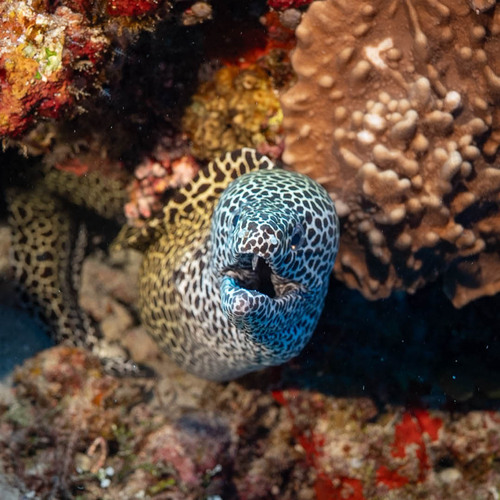 Laced Moray — seen at this dive site