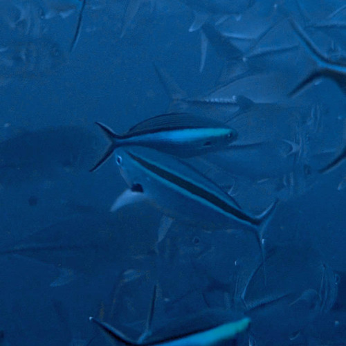Neon Fusilier — seen at this dive site