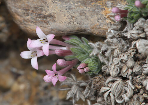 Arcadian woodruff (Hexaphylla arcadiensis)