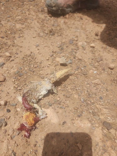 Moroccan Spiny-tailed Lizard