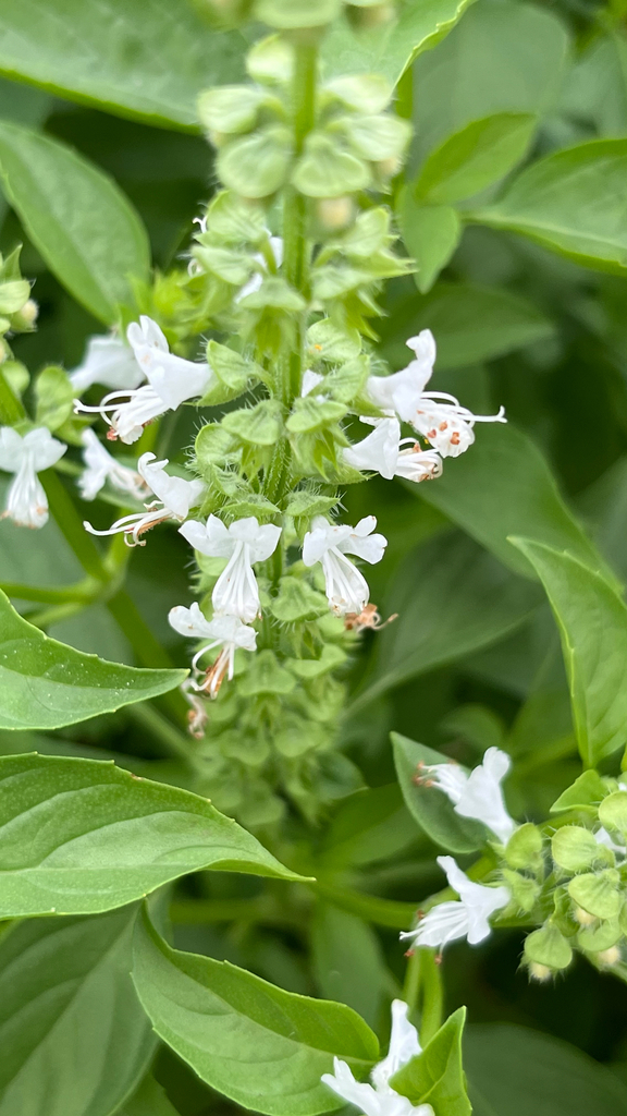 Ocimum basilicum