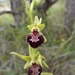 Ophrys sphegodes provincialis - Photo (c) mercantour, all rights reserved, uploaded by mercantour